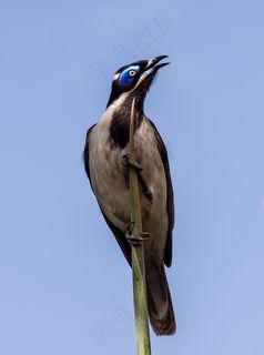 蓝面蜜eat，鸟，异国情调，蜜eat，橄榄