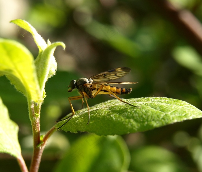 昆虫，蚊子，关闭