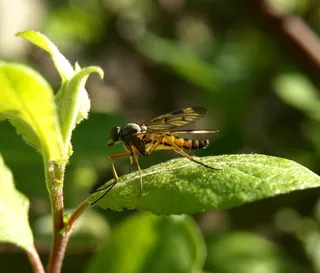 昆虫，蚊子，关闭