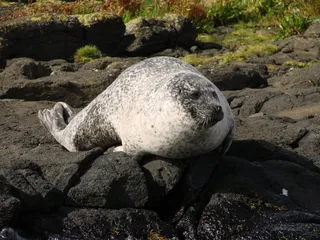 海狮，水，海狮，头，加利福尼亚海狮
