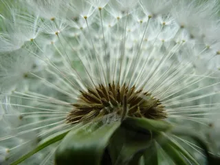 蒲公英，花园，夏天，春天，草地，植物
