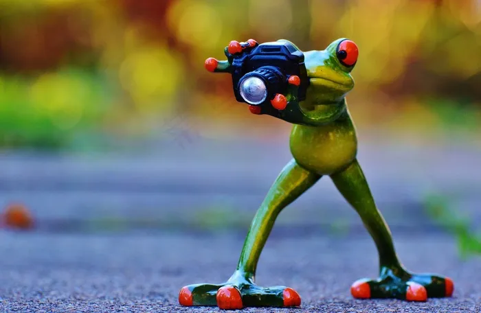 摄影师，青蛙，搞笑，相机，乐趣，动物