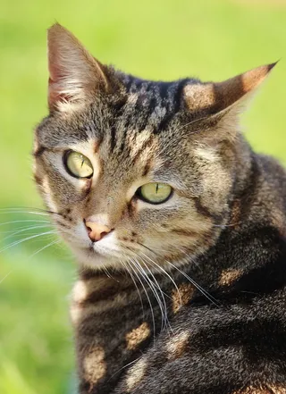 猫，毛皮，棋盘，模式，阴影，皮影戏