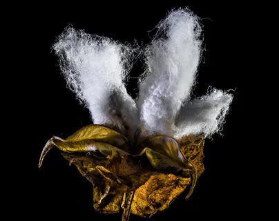 棉花胶囊，棉花，棉花灌木，植物