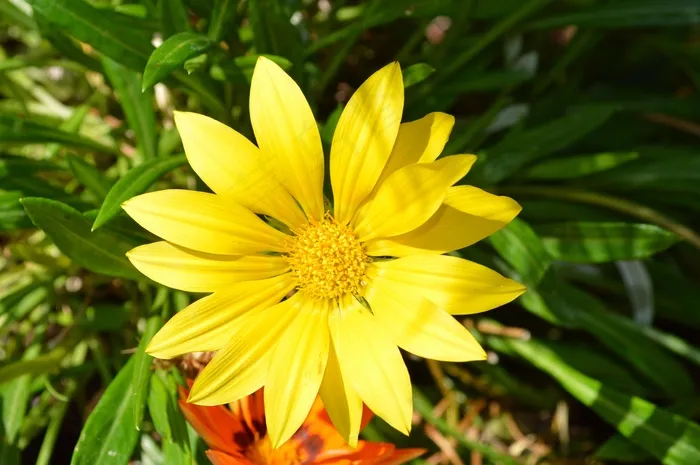 花，黄色，夏天