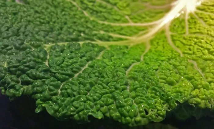 皱叶甘蓝，药草，蔬菜，健康，食品，吃
