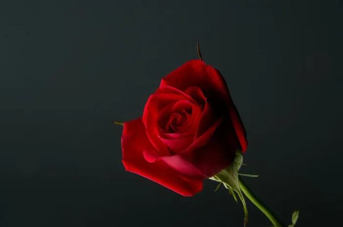 玫瑰，红色κόκκινοΖωολογία，植物，花卉，爱，浪漫，浪漫，礼物