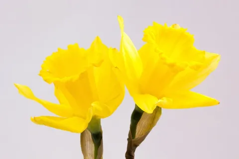 水仙Pseudonarcissus,黄水仙,Ostergloeckchen 水仙Pseudonarcissus,黄水仙,Ostergloeckchen