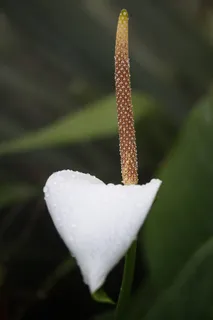 红掌火烈鸟花,红掌,Tribus红掌科 红掌火烈鸟花,红掌,Tribus红掌科
