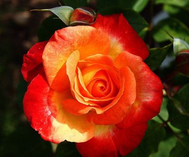 玫瑰，开花，厂，香，多色