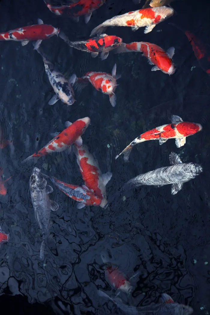 鱼，水墨，油画，中国风