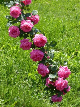 Vicky，Futórózsa，粉红色，花，植物，绿色，草