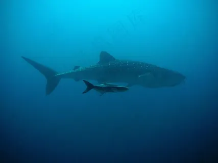 鲸鲨，科比亚，潜水者，水下，海洋，鱼