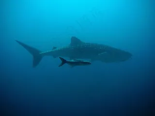 鲸鲨，科比亚，潜水者，水下，海洋，鱼