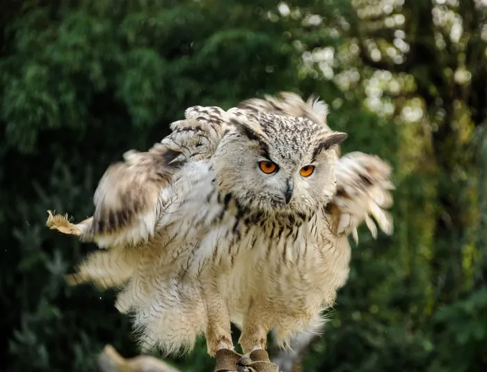 猎鹰，洛迦诺，猛禽