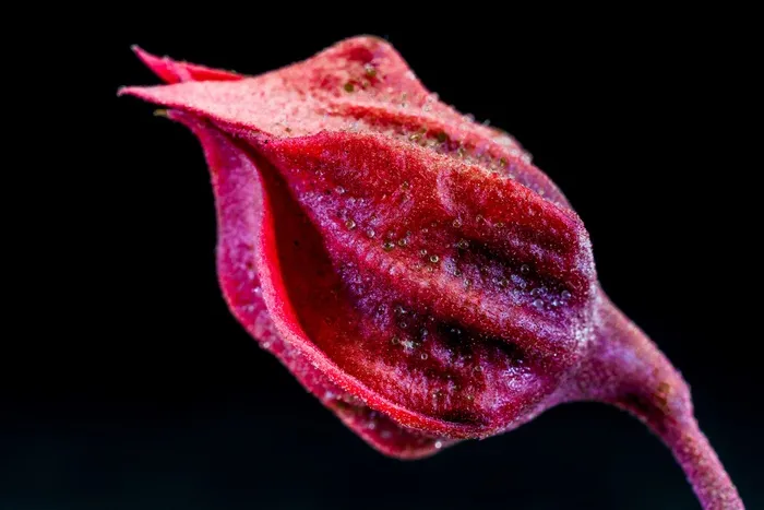 开花，花，红色，紫色