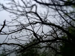 树，雾，森林，自然，景观，雾，光