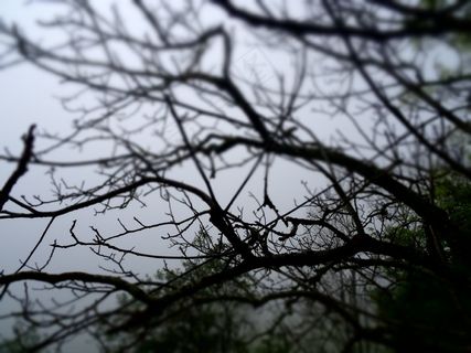 树,雾,森林,自然,景观,雾,光 树,雾,森林,自然,景观,雾,光