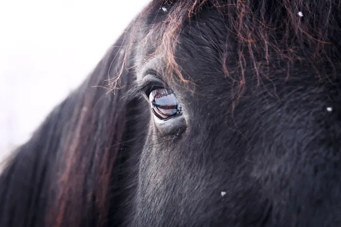 like hole like daze,头发,单座二轮马车,设得兰矮种马,阿拉伯马,小马的眼睛的观测
