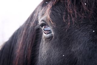 like hole like daze,头发,单座二轮马车,设得兰矮种马,阿拉伯马,小马的眼睛的观测