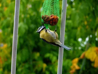 春天，羽毛，食品，鸟，喂养，迈森，性质