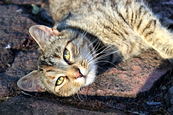 虎斑猫，猫，它说谎，梅泽尔，动物，眼睛