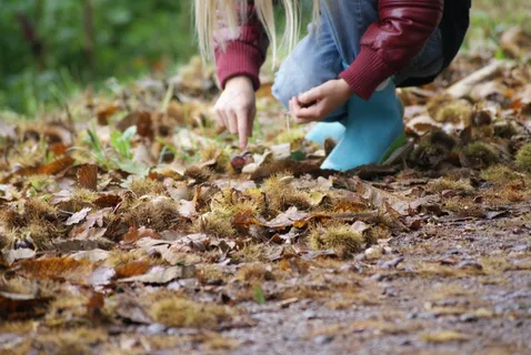 聚栗子，栗子，甜栗子