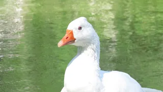 鹅，鸭，湖，长长的脖子，水禽，自然