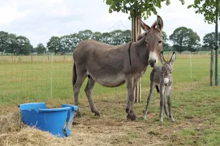 屁股，驹，宠物