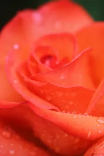 玫瑰，玫瑰绽放，鲜花，红玫瑰，性质，红色