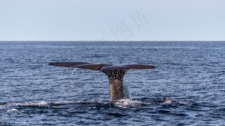 沃尔，抹香鲸，尾鳍，鳍，海，海洋哺乳动物