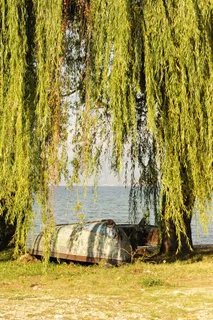 更多，太阳，船，马其顿，水，性质，树木