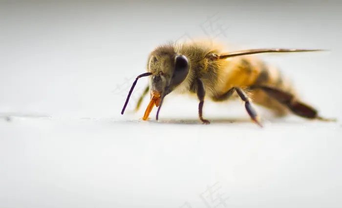 蜜蜂，宏观，昆虫
