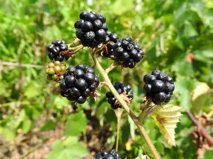 覆盆子，水果，浆果，浆果，关闭