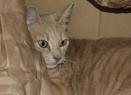 猫,猫的脸,家猫,猫的眼睛,动物 猫,猫的脸,家猫,猫的眼睛,动物