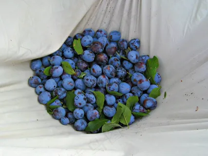 李子，思慕雪，水果，健康，美味，新鲜水果