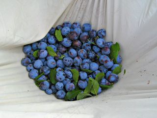 李子，思慕雪，水果，健康，美味，新鲜水果