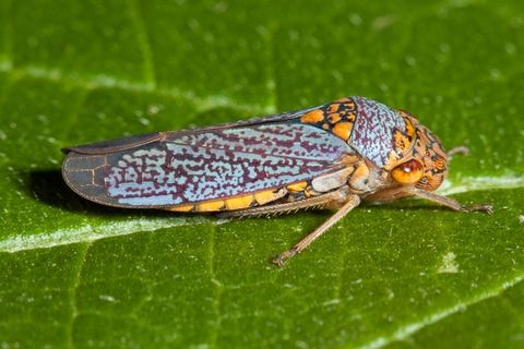 蝉，昆虫，虫子，阔头神枪手，叶子