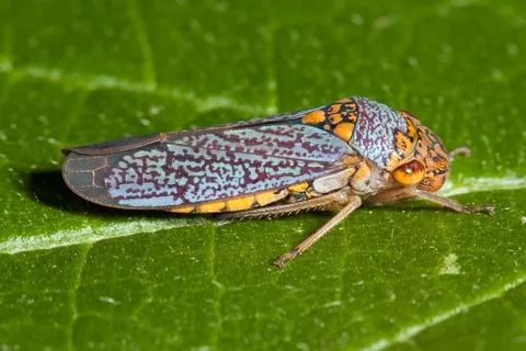 蝉,昆虫,虫子,阔头神枪手,叶子 蝉,昆虫,虫子,阔头神枪手,叶子