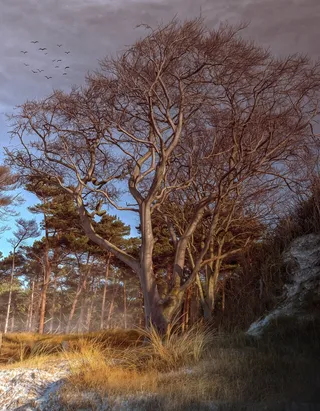 海滩，海，日落，树木，心情，冬季，波罗的海