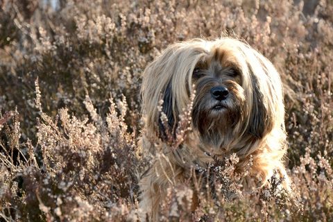 狗，脸，肖像，头，动物，野生动物摄影