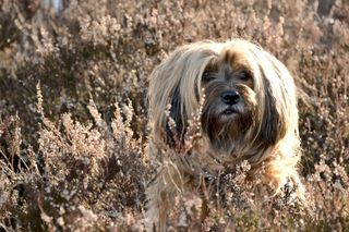 狗，脸，肖像，头，动物，野生动物摄影