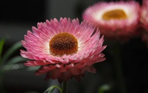 蜡菊，Strawflower，鲜花，粉红色，植物