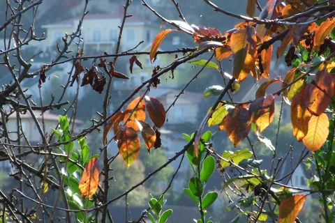 秋天,叶子,叶子,树枝,季节,森林,黄色 秋天,叶子,叶子,树枝,季节,森林,黄色
