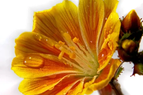 开花,盛开,水,雨,滴灌,宏,橙色 开花,盛开,水,雨,滴灌,宏,橙色