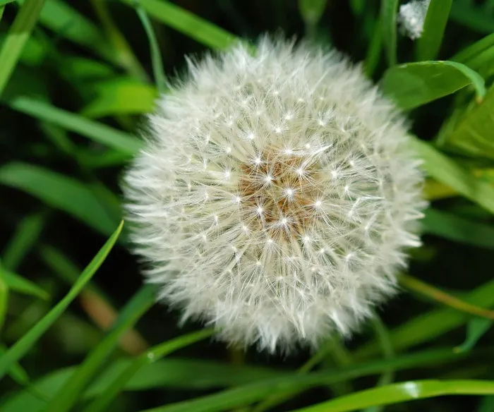 蒲公英，花，路边，铃，乘法