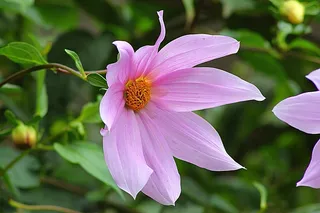 花，野花，大丽花，花的，植物，自然