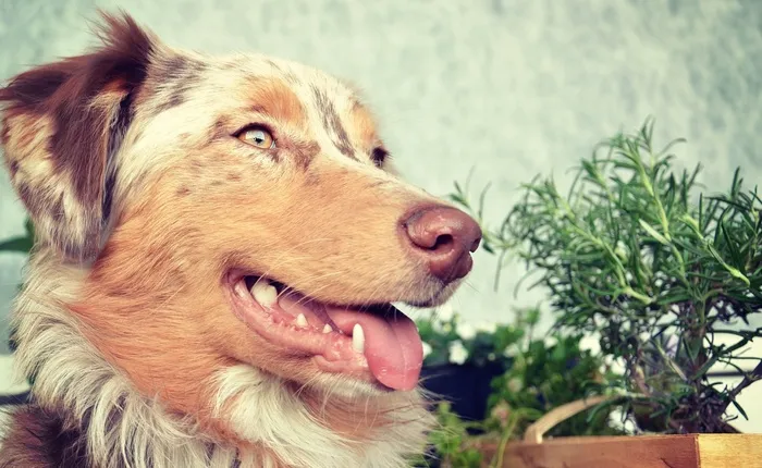 澳大利亚牧羊犬，狗，宠物，牧羊犬，犬，动物