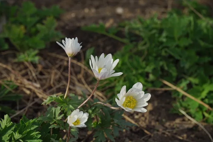 森林半透明罂粟，开花，白，花
