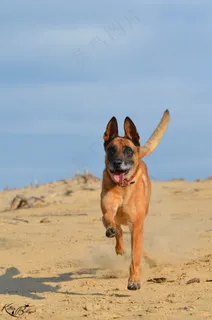 玛利诺犬,沙,夏天,海滩,温暖,太阳 玛利诺犬,沙,夏天,海滩,温暖,太阳